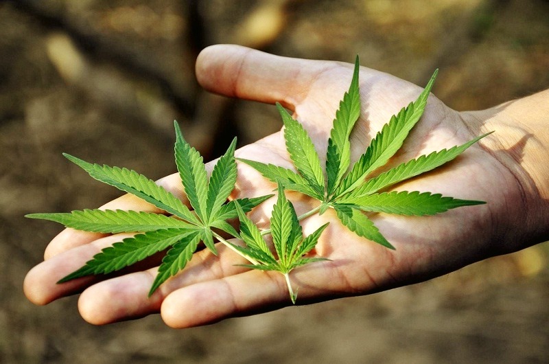 Cannabis regulation tightened